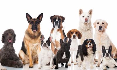بررسی نژادهای مختلف سگ