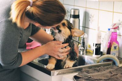 اصلاح و شستشوی سگ هر چند وقت یکبار لازم است؟