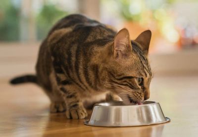 بهترین غذای گربه، نکاتی مهم در انتخاب غذای گربه