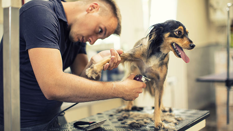 اصلاح سگ در منزل | تیپ چین