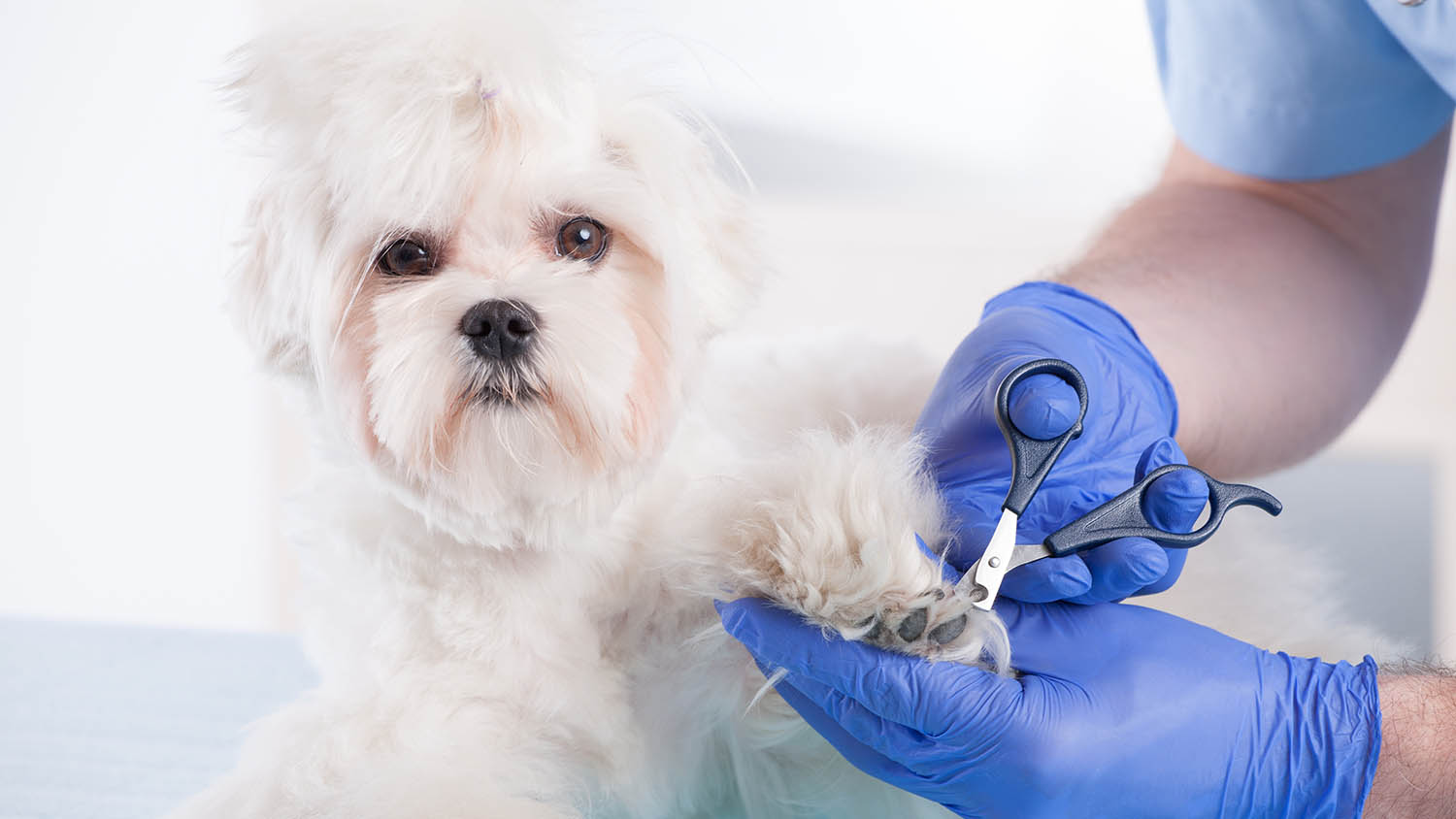 اصلاح سگ در آرایشگاه تیپ چین