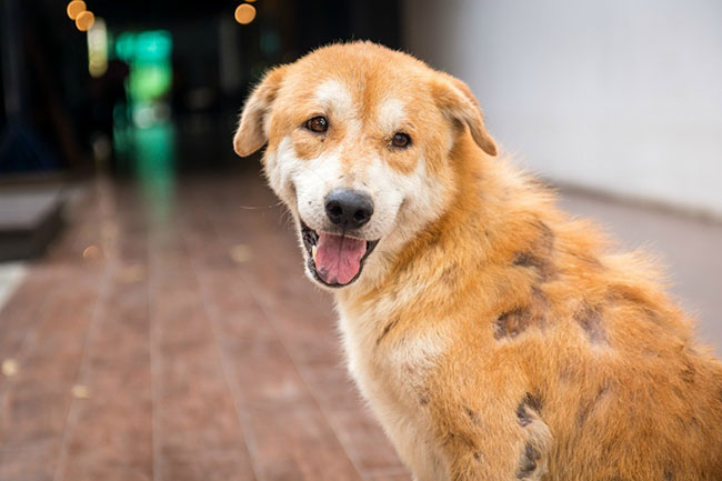 علت ریزش موی سگ چیست؟ | تیپ چین