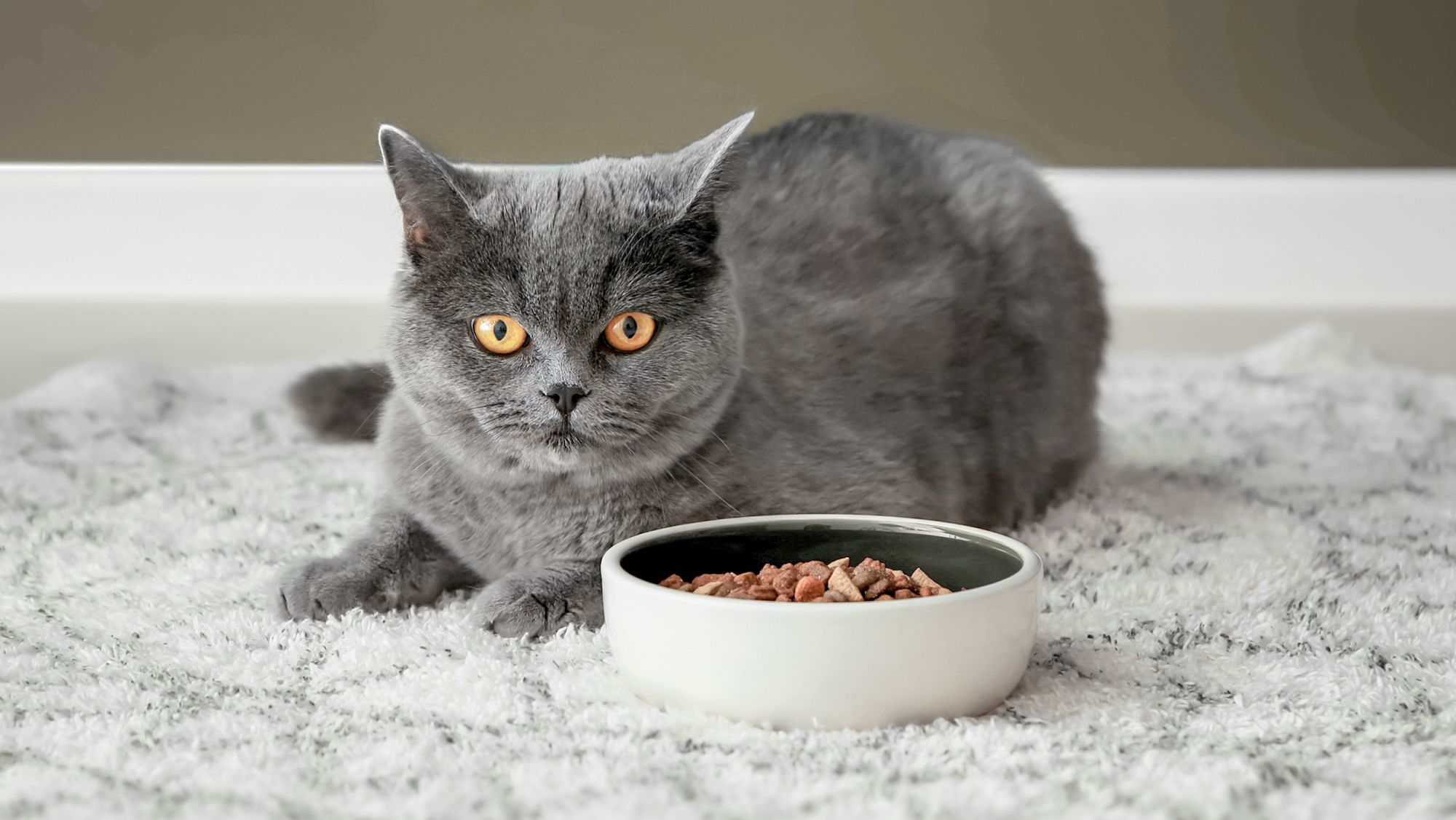 گربه ها چه غذایی نباید بخورند؟